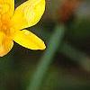 Jasminum nudiflorum, flowers