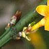 Jasminum nudiflorum, flowers