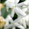 Jasminum polyanthum, flowers