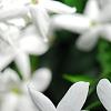 Jasminum polyanthum, flowers