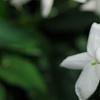 Jasminum polyanthum, flowers