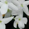 Jasminum polyanthum, flowers