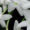 Jasminum polyanthum, flowers