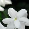 Jasminum polyanthum, flowers