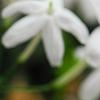 Jasminum polyanthum, flowers