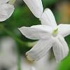 Jasminum polyanthum, flowers