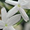 Jasminum polyanthum, flowers
