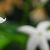Jasminum polyanthum, flowers