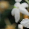 Jasminum polyanthum, flowers