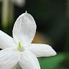 Jasminum polyanthum, flowers