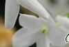 Jasminum polyanthum, flowers