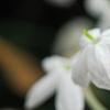 Jasminum polyanthum, flowers