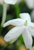 Jasminum polyanthum, flowers