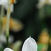 Jasminum polyanthum, flowers