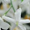 Jasminum polyanthum, flowers