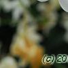 Jasminum polyanthum, flowers