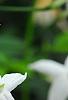 Jasminum polyanthum, flowers