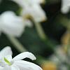 Jasminum polyanthum, flowers