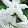 Jasminum polyanthum, flowers