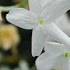 Jasminum polyanthum, flowers