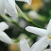 Jasminum polyanthum, flowers