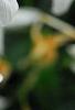 Jasminum polyanthum, flowers