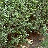 Ligustrum obtusifolium, habit