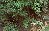 Ligustrum obtusifolium, habit