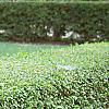 Ligustrum obtusifolium, habit