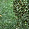Ligustrum obtusifolium, habit