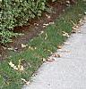 Ligustrum obtusifolium, habit