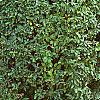 Ligustrum obtusifolium, habit