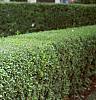 Ligustrum obtusifolium, habit