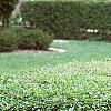 Ligustrum obtusifolium, habit