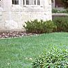Ligustrum obtusifolium, habit