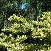 Ligustrum japonicum 'Jack Frost', habit