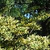 Ligustrum japonicum 'Jack Frost', habit