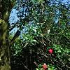 Ligustrum japonicum 'Jack Frost', habit