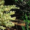 Ligustrum japonicum 'Jack Frost', habit