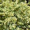 Ligustrum japonicum 'Jack Frost', habit