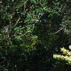 Ligustrum japonicum 'Jack Frost', habit
