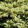 Ligustrum japonicum 'Jack Frost', habit