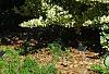 Ligustrum japonicum 'Jack Frost', habit