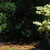 Ligustrum japonicum 'Jack Frost', habit