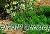 Ligustrum japonicum 'Jack Frost', habit