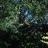 Ligustrum japonicum 'Jack Frost', habit