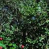 Ligustrum japonicum 'Jack Frost', habit
