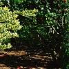 Ligustrum japonicum 'Jack Frost', habit