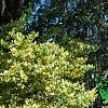 Ligustrum japonicum 'Jack Frost', habit