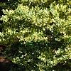 Ligustrum japonicum 'Jack Frost', habit